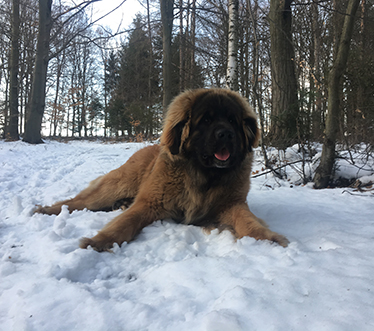 Andy Leon Eperies - 11 months