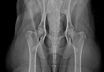 An X-ray for joint dysplasia 