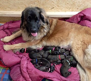 Our puppies - 2 days old