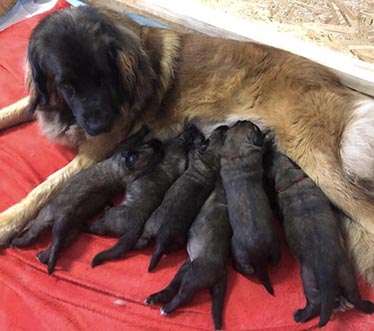 Our puppies - 4 week old