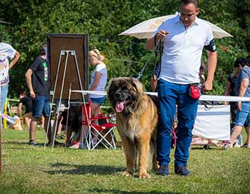 Andy Leon Eperies - 18th Regional Dog Show in Brno - KK Zetor