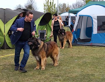 Andy Leon Eperies - Mezinárodní výstava psů Babimost 2022