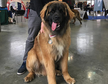 Andy Leon Eperies - 2019 Haná National Dog Show