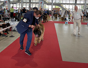 Andy Leon Eperies - International Dog Show - Intercanis Brno