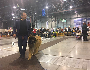 Andy Leon Eperies - XXIV. mezinárodní výstava psů Katowice