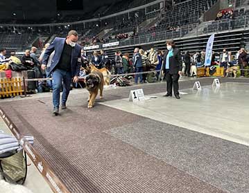 Andy Leon Eperies - XXV. Mezinárodní výstavy psů Katowice