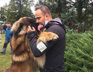 Andy Leon Eperies - The 2020 Leonberger Breeder’s Club Special Show in Náměšť na Hané