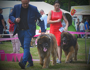 Andy Leon Eperies - XXXIX. International dog show - Opole