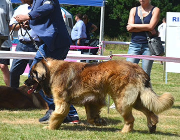 Andy Leon Eperies - XXXIX. International dog show - Opole