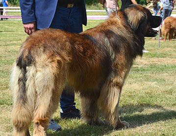 Andy Leon Eperies - XXXIX. International dog show - Opole