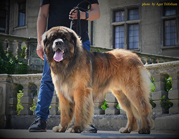 Andy Leon Eperies - XXXIX. International dog show - Opole