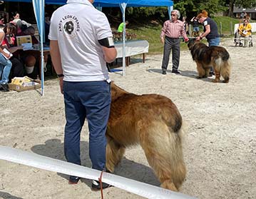 Andy Leon Eperies - Special Dog Show MSKCHPL 2021 - Podmitrov