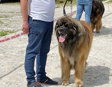 Andy Leon Eperies - Special Dog Show MSKCHPL 2021 - Podmitrov