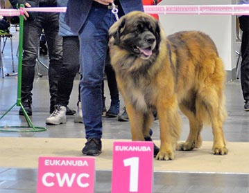 Andy Leon Eperies - Mezinárodní výstava psů Poznaň 2021 - neděle