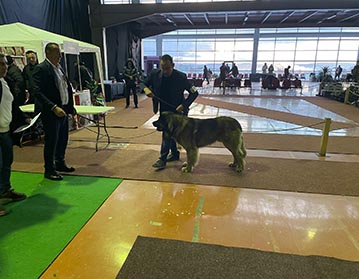 Andy Leon Eperies - 2x International and 1x National Dog Show CACIB Prishtina 2021 Poppins Cup