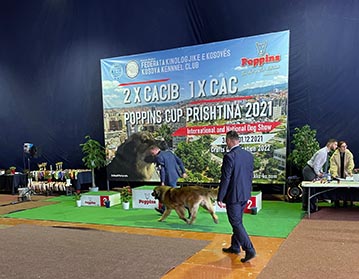 Andy Leon Eperies - 2x Mezinárodní a 1x národní výstava psů CACIB Prishtina 2021 Poppins Cup