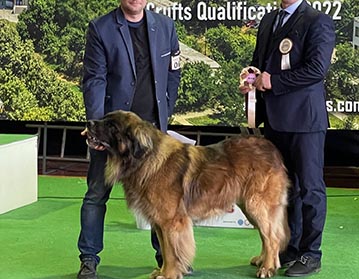 Andy Leon Eperies - 2x International and 1x National Dog Show CACIB Prishtina 2021 Poppins Cup