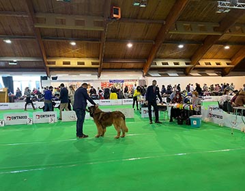 Andy Leon Eperies - Mezinárodní výstava psů CACIB Riga 2022