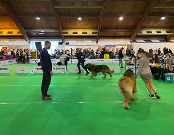 Andy Leon Eperies - Mezinárodní výstava psů CACIB Riga 2022