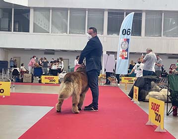 Andy Leon Eperies - Mezinárodní výstava psů Brno - Špilberka