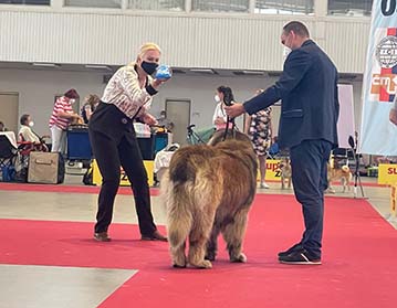 Andy Leon Eperies - Mezinárodní výstava psů Brno - Špilberka