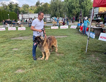 Andy Leon Eperies - Speciální výstava Slovenského leonberger klubu - Stupava 2021