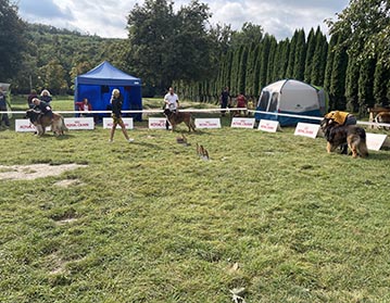 Andy Leon Eperies - Speciální výstava Slovenského leonberger klubu - Stupava 2021