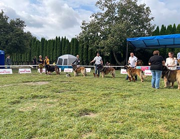 Andy Leon Eperies - Speciální výstava Slovenského leonberger klubu - Stupava 2021