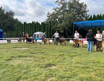 Andy Leon Eperies - Slovak Leonberger Club Special Dog Show - Stupava 2021