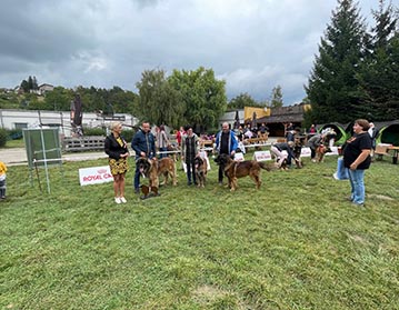 Andy Leon Eperies - Speciální výstava Slovenského leonberger klubu - Stupava 2021