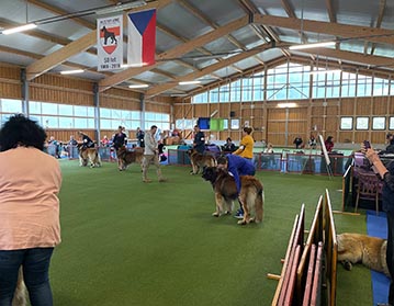 Andy Leon Eperies - World Special Leonberger Dog Show 2021 - Brno