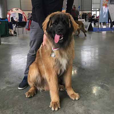 Haná National Dog Show 