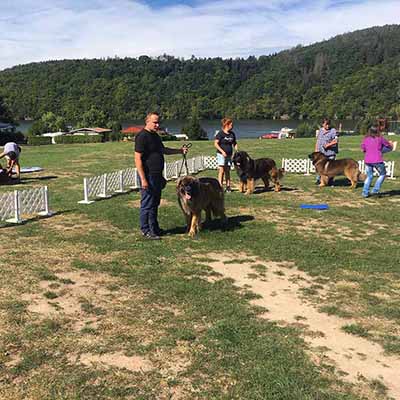 CDS Leonberger’s 2020