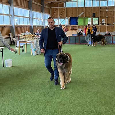 World SDS Leonberger