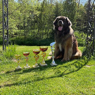 Club Show Leonberger