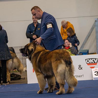 MVP Tulln