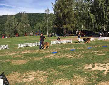 Andy Leon Eperies - Leonberger’s club exhibition Nová Živohošť 2020