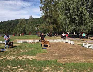 Andy Leon Eperies - Leonberger’s club exhibition Nová Živohošť 2020