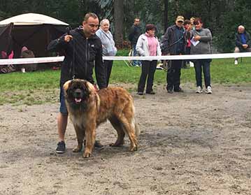 Andy Leon Eperies - Special Leonberger Dog Show - Zubří